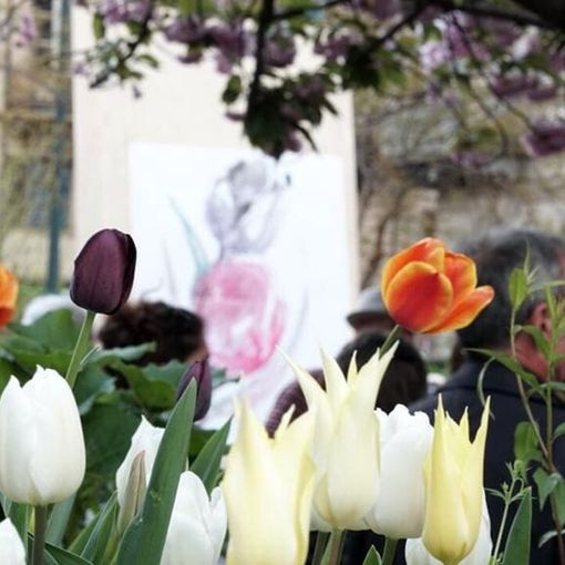 Messer Tulipano torna in piazza Emanuele Filiberto con oltre 3 mila bulbi