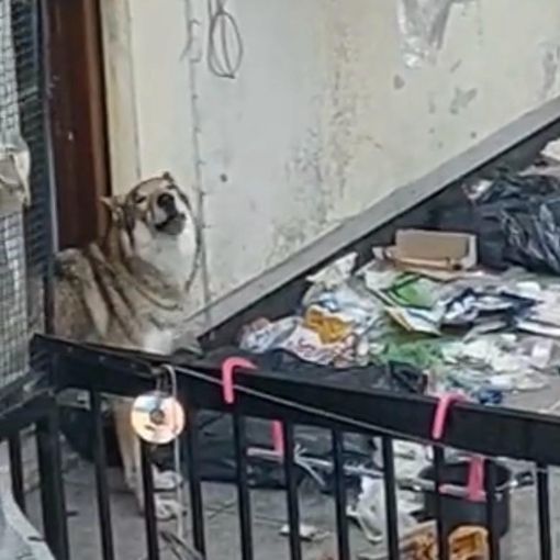 Lupo cecoslovacco abbandonato su un terrazzo tra i rifiuti