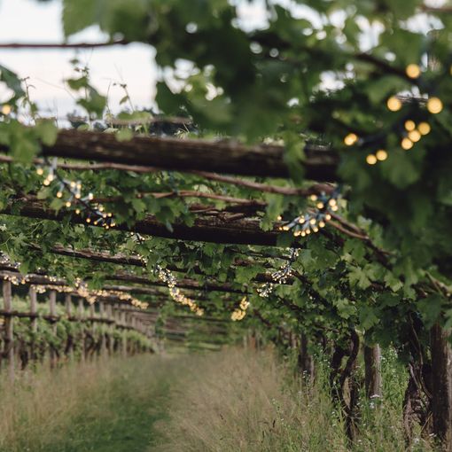 A Cuceglio, &quot;Drink more Erbaluce&quot; l'evento alla Tenuta Roletto tra vino, musica e relax tra i filari