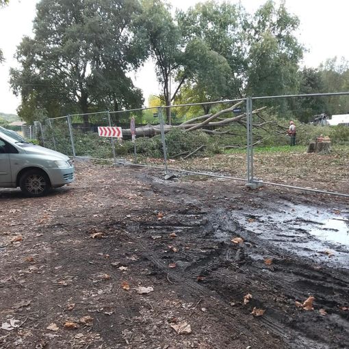 Polemica a Falchera per il taglio degli alberi Polemica a Falchera per il taglio degli alberi