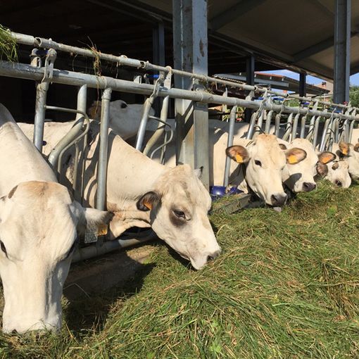 Razza Piemontese, Coldiretti: &quot;Servono misure davvero efficaci per rilanciare un comparto fondamentale per l'economia regionale&quot;