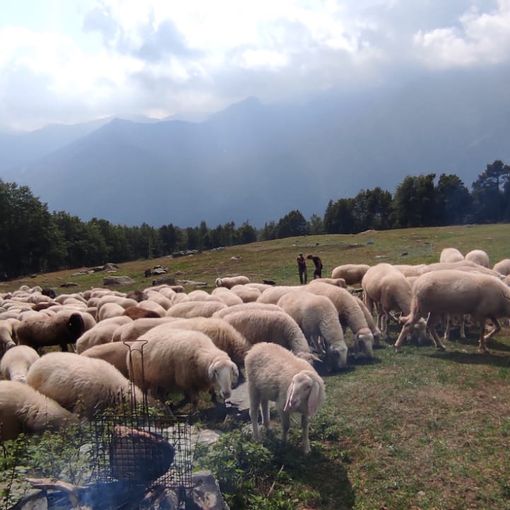 gregge di pecore