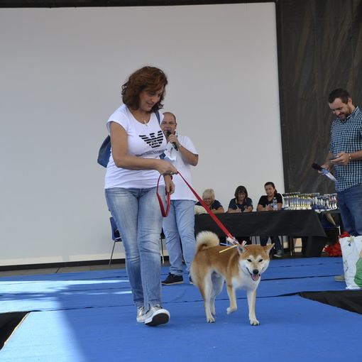 Nichelino, le &quot;4 zampe in passerella&quot; protagoniste della festa di San Matteo