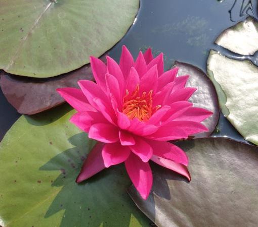 Piante acquatiche, un universo affascinante