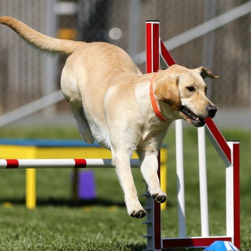 Ritorna per il 4° anno &quot;Atuttacoda&quot;, la fiera dalla parte degli animali