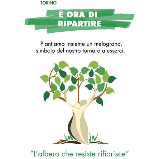 Melograno di Avo Torino