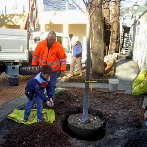 Per la Giornata Nazionale dell'Albero nuovo appuntamento di &quot;1000 alberi per Torino&quot;