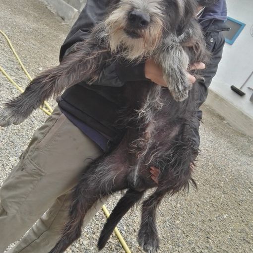 Tanti quattro zampe in cerca di una casa: prendeteli con voi!!!