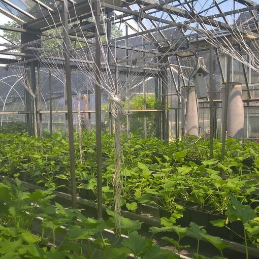 il centro di ricerche di Agroinnova