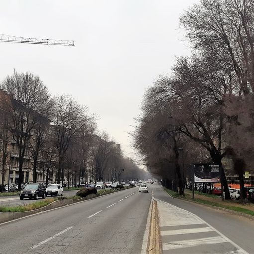 Cimice dell'olmo: al via il cantiere di potatura degli alberi in corso Trapani
