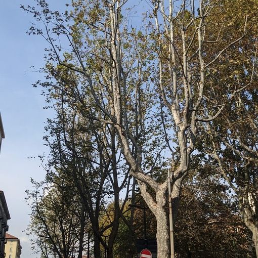 Domani anche a Torino si celebra la “Giornata Nazionale dell’Albero”
