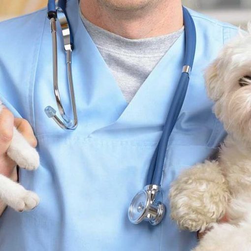 Il grido dei veterinari: “Gli animali domestici non diffondono il coronavirus”