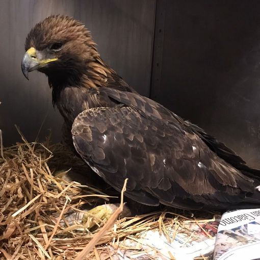 Aquila Reale recuperata a Traversella: era stata intossicata da una preda avvelenata