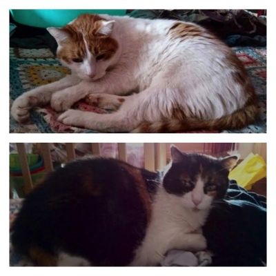 Cani e gatti cercano casa Cani e gatti cercano casa