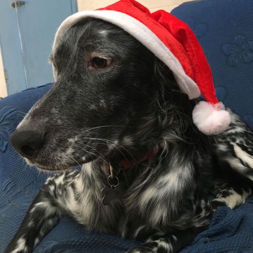 Al Bauloft arriva la festa di Natale per i nostri amici a 4 zampe