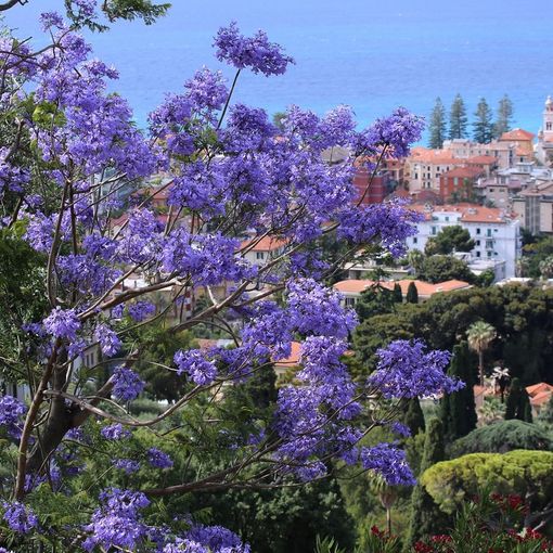 Bordighera, meta ideale per una vacanza su misura che offra svago, serenità e sicurezza