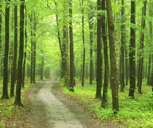 Emergenza bosco, da Torino un appello al Governo: &quot;Servono fondi e prospettiva&quot;