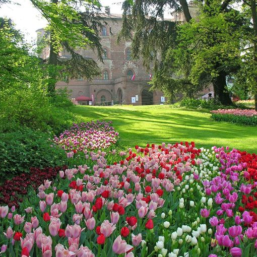 Primavera e tulipani, prosegue l'appuntamento a Pralormo con Messer Tulipano