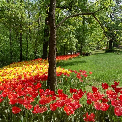 Trentamila nuovi tulipani al Parco di Messer Tulipano di Pralormo