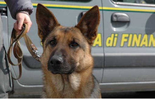 Non sfugge al cane Jane, la droga nascosa negli slip: nei guai un 25enne pinerolese