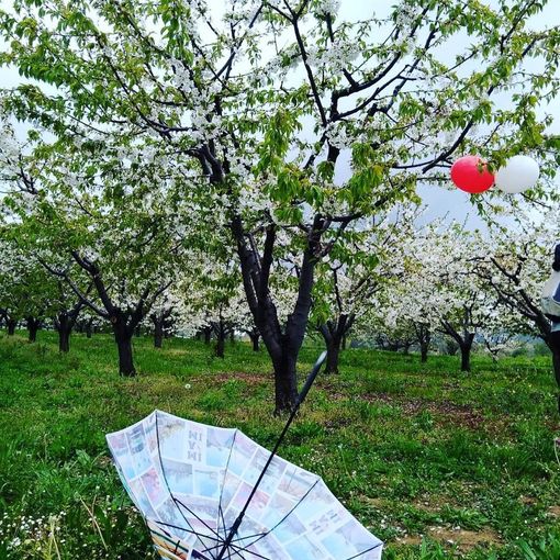 A Pecetto torna la Camminata enogastronomica tra i Ciliegi in Fiore