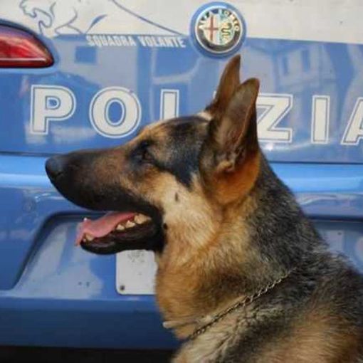 Progetto &quot;Scuole sicure&quot;: il cane poliziotto Oka fa scattare l'operazione antidroga &quot;Ramo secco&quot;