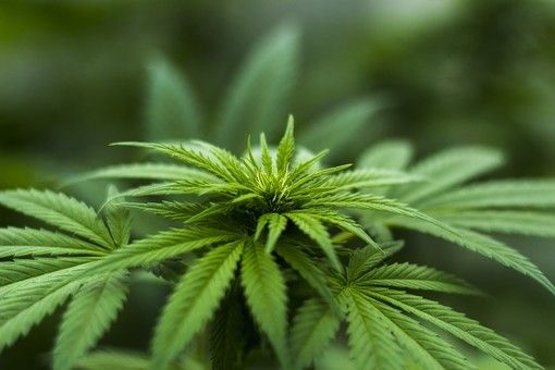 Regolamentare la vendita di cannabis e popper in Italia