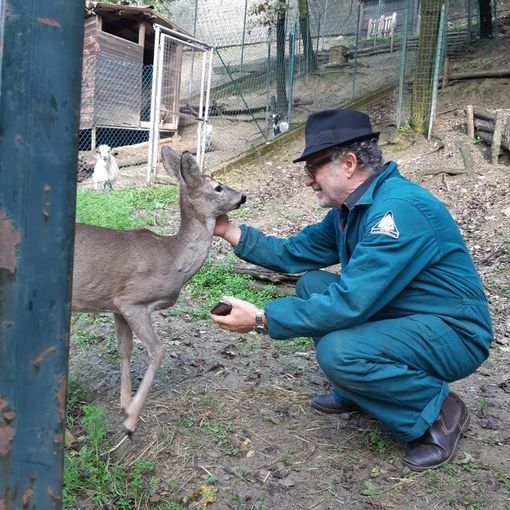 La femmina di capriolo che si aggirava nei boschi di Giaveno vivrà nell'oasi di San Sebastiano