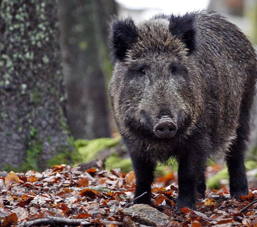 Coldiretti Piemonte denuncia: &quot;Ancora troppi incidenti causati dalla fauna selvatica&quot;