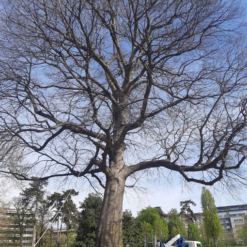 controlli alberi valentino