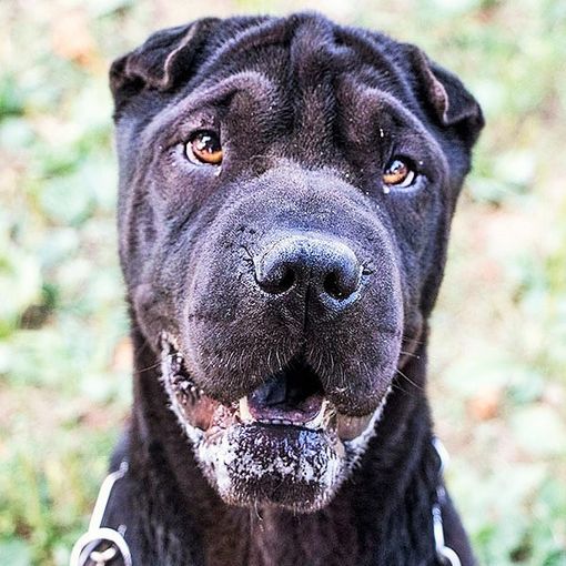 Dalton, un amico a quattro zampe in cerca di casa