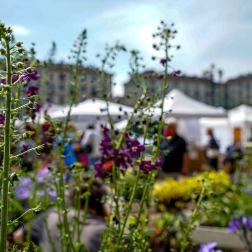 piazza Solferino