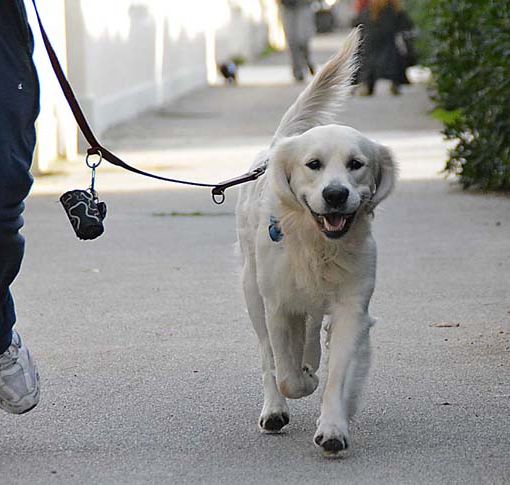 &quot;Pestarla è peggio!”: a Torino al via la campagna contro l'abbandono delle deiezioni animali