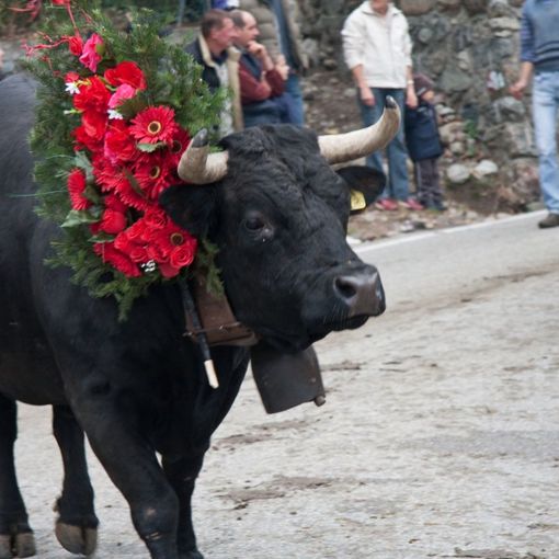 Tutto pronto per la XIV edizione della Desnalpà, la festa della discesa delle mandrie dagli alpeggi