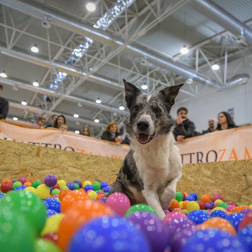 Debutta a Torino QuattroZampeinFiera: protagonisti cani e gatti