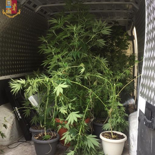 Sul calendario appuntava i progressi delle sue piante. Di Marijuana. Arrestato