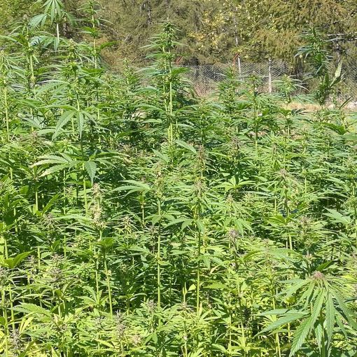 Dalla fiera &quot;Canapissima&quot; al coordinamento nazionale per la legalizzazione della canapa