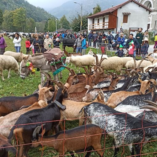 Licenziata la proposta di legge regionale su alpeggi e transumanza