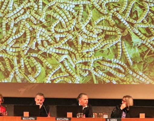 Prepariamoci a mangiare grilli e cavallette (FOTO E VIDEO)