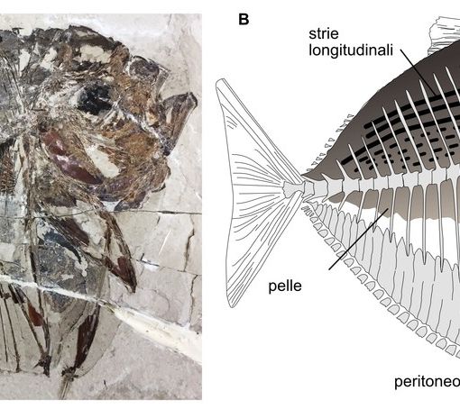 Un fossile di 48 milioni di anni fa rivela la storia evolutiva dei pesci luna: il contributo di Unito allo studio