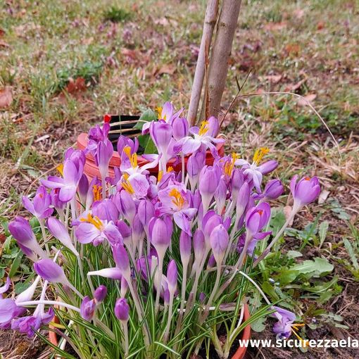 Fiori di curcuma per la Giornata in ricordo delle Vittime del Covid