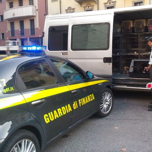 Commercio illegale di cuccioli di cane: la Guardia di Finanza intercetta un furgone al casello di Novara Est