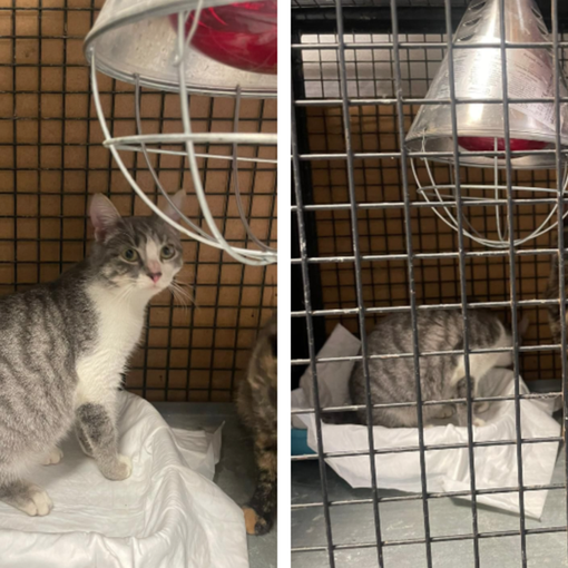 Degrado in un immobile di Carmagnola: salvati tre gatti in condizioni precarie