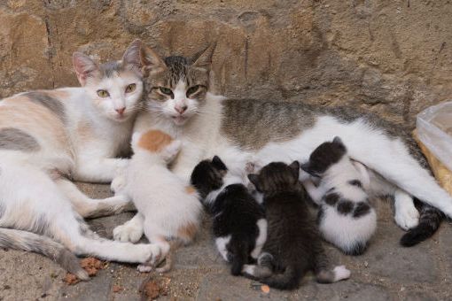 Guai a chi tocca i gatti vagabondi: Nichelino lancia una campagna di sensibilizzazione