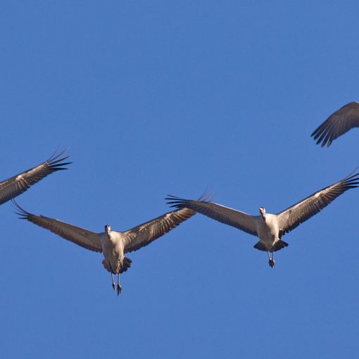 volo di gru nella tipica formazione a V