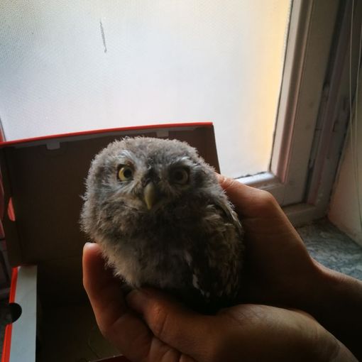 Nichelino, pulcino di civetta salvato dalla Polizia Municipale