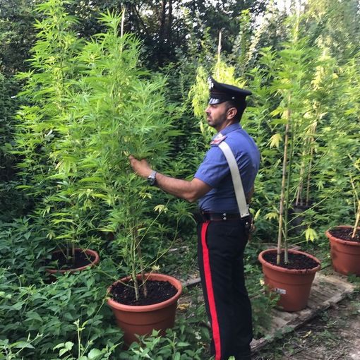 Lombardore, contadini della marijuana per sbarcare il lunario