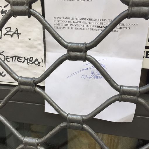 Gatti lasciati nel cat caffè di Torino chiuso per ferie, i passanti sentono il miagolio e la Polizia va a verificare