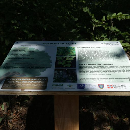 Alberi monumentali, ad Oulx la posa del primo pannello descrittivo