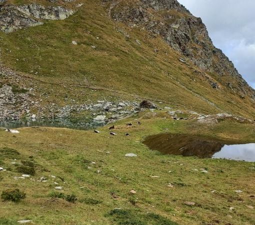Sette mucche muoiono cadendo in un dirupo nel Parco di Conca Cialancia